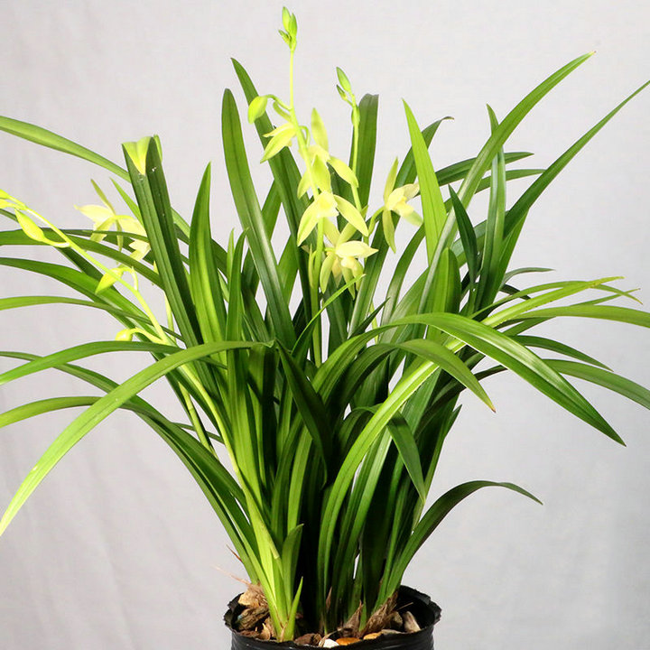 【团购】翁源兰花【仁化白】四季建兰浓香好养红花室内花卉盆栽