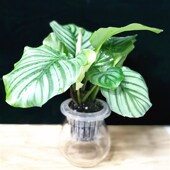 幸福树发财树绿萝室内桌面净化空气水培植物懒人自动吸水盆栽花卉