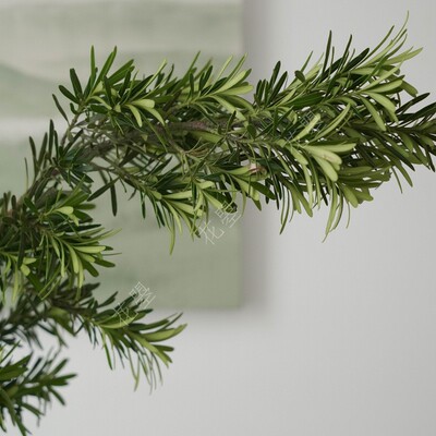 花曌 室内鲜切植物罗汉松枝鲜切枝条水养家居瓶插花懒人绿植物