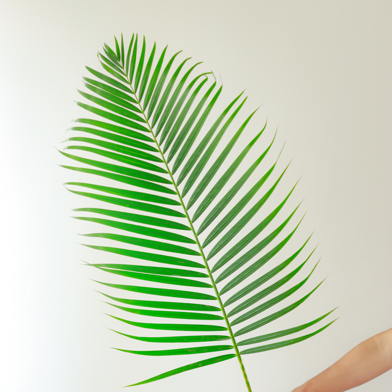 鲜切散尾葵绿植鲜花云南直发家用室内水培植物插花鲜切花散尾叶