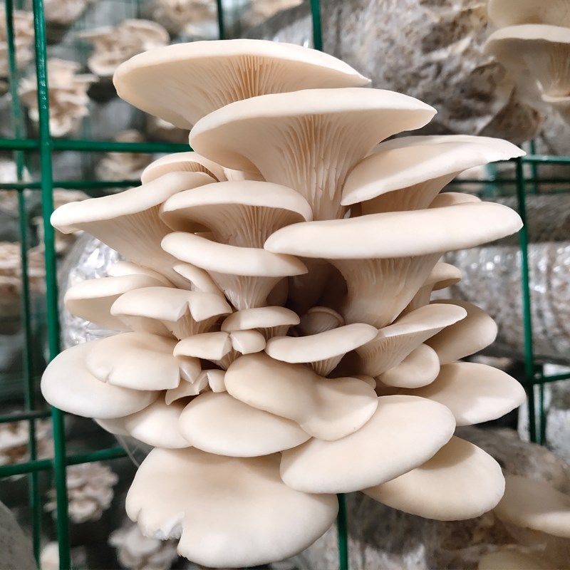 平菇蘑菇菌包菌棒种植食用菌菌棒袋装新鲜趣味阳台网红蘑菇包邮,鲜花速递/花卉仿真/绿植园艺,多肉植物,淘宝优惠券,粉丝福利购,淘宝优惠卷