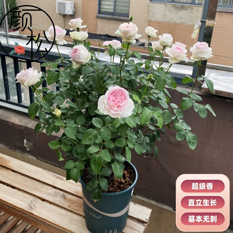 伊芙乙女心超香直立无刺月季花苗适合盆栽地栽伊芙系列丰花月季,鲜花速递/花卉仿真/绿植园艺,月季/蔷薇/玫瑰,淘宝优惠券,粉丝福利购,淘宝优惠卷