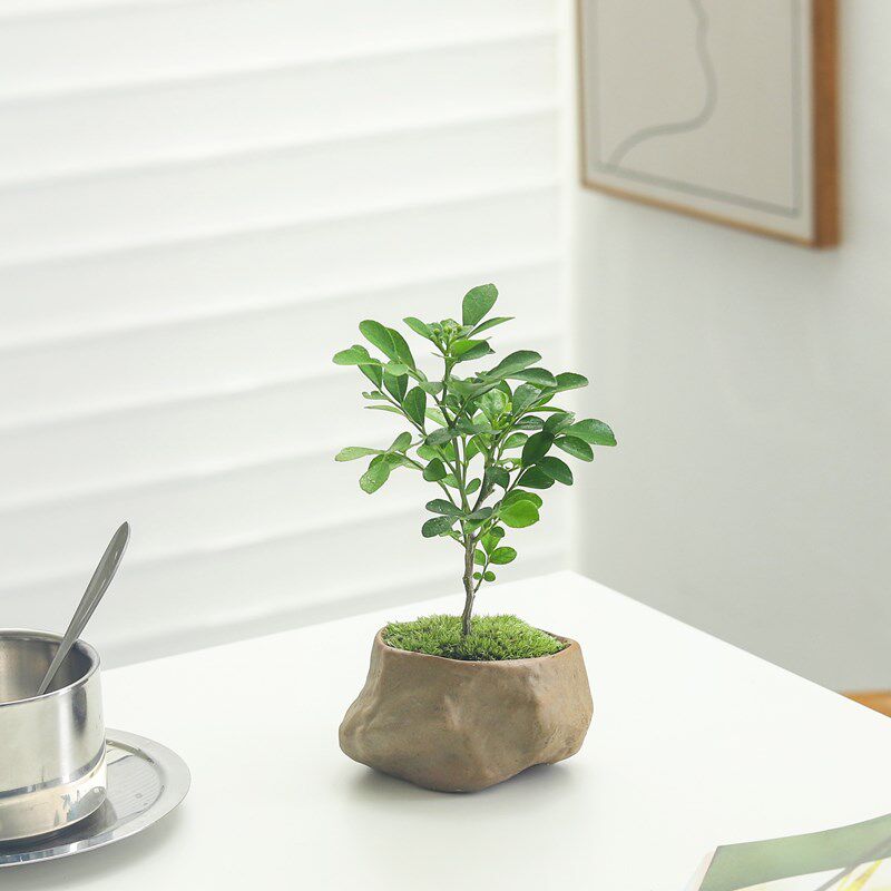 罗汉松盆栽客厅室内四季常青植物办公桌面好养小绿植花卉盆景窗台