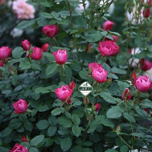 丰花P11盆 佩尔朱克文和花黄鹂鸟柠檬酒狂想曲  老园丁推荐盆栽