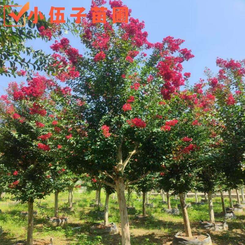 红火箭紫薇树10至18公分风景树市政园林绿化苗木湖南基地直销