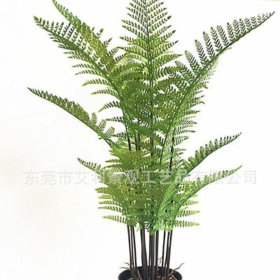 蕨树热带假树家居花落地盆栽北欧风绿植羽叶桫椤树