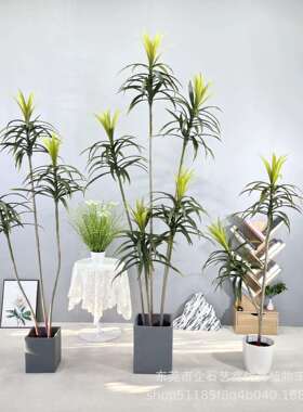 NuSun 贵宾/泰迪幼犬犬粮 2500g仿真绿植龙血树盆栽轻奢假植物室