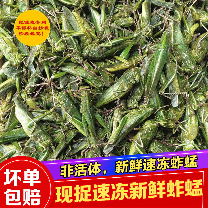 贵州特产现捉野生蚱蜢新鲜蚂蚱冰冻蚱蜢稻蝗虫250克装满500克包邮