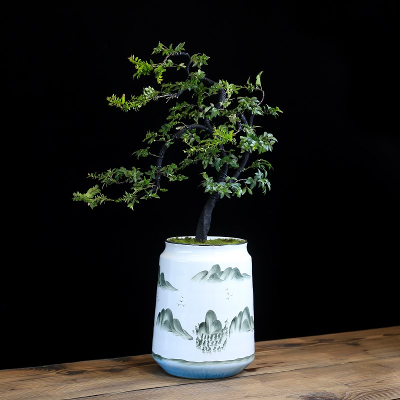 小叶紫檀盆景造型大型植物室内绿植办公室阳台盆栽黑骨茶四季常青