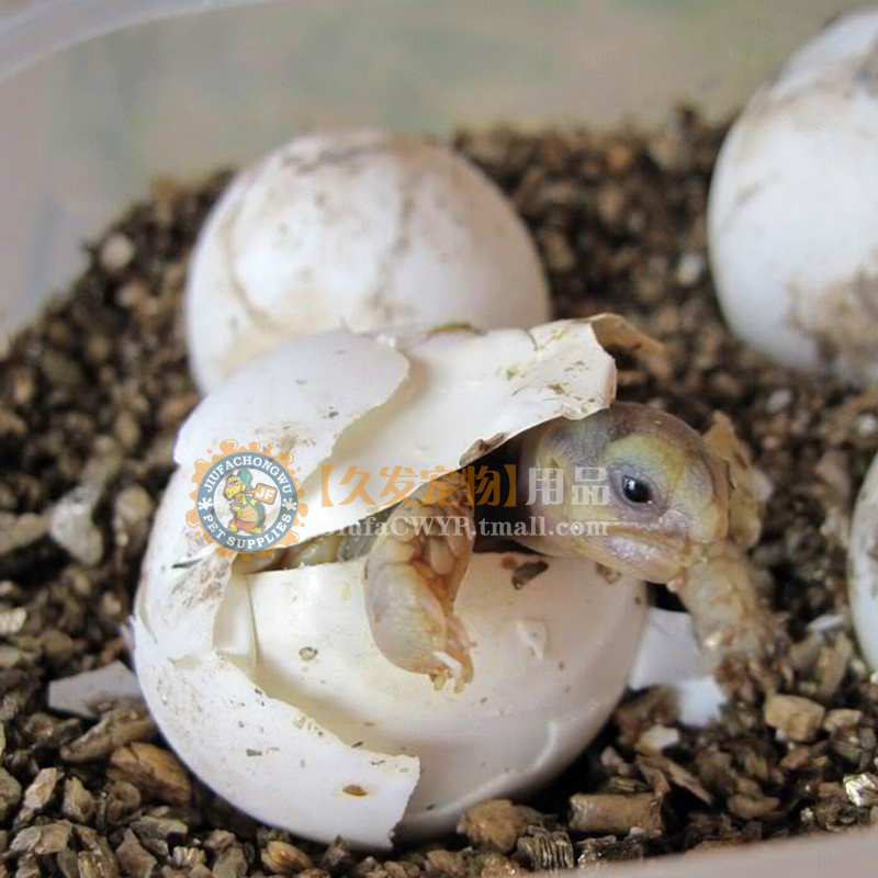 孵化蛭石蜥蜴乌龟蛇受精蛋繁殖孵蛋孵化垫材爬虫冬眠保湿蛭石