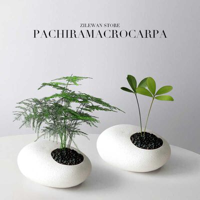 墨西哥铁树四叶幸运草室内办公桌绿植客厅创意迷你小盆栽懒人植物