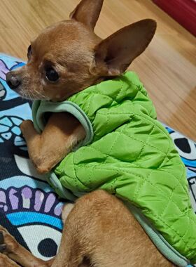 极速狗狗衣服吉娃娃小鹿犬秋冬装泰迪比熊博N美幼犬小型犬宠物猫