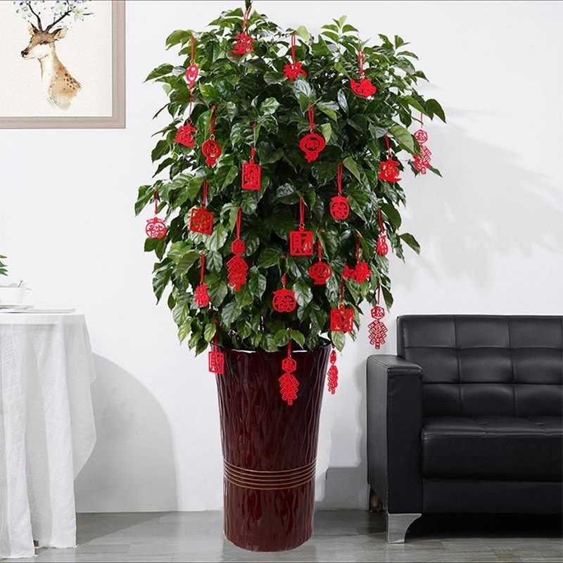 新品乔迁之喜新居布置装饰盆景挂饰绿植装K饰盆栽挂件搬家入宅仪,节庆用品/礼品,节日装扮用品,淘宝优惠券,粉丝福利购,淘宝优惠卷