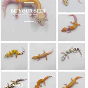 极速豹纹守宫新手入门懒人爬宠异宠物蜥蜴温顺可爱阳X光罗卜柠檬