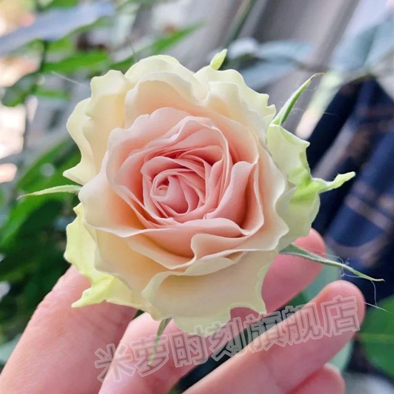 极速朵蕾月季花苗绿色花多季茶香盆栽阳台多头玫瑰切花.庭院勤花