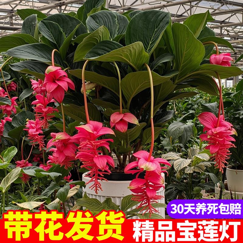 宝莲灯花盆栽带花苞室内客厅高档花卉四季好养年宵花珍珠宝莲灯花图片