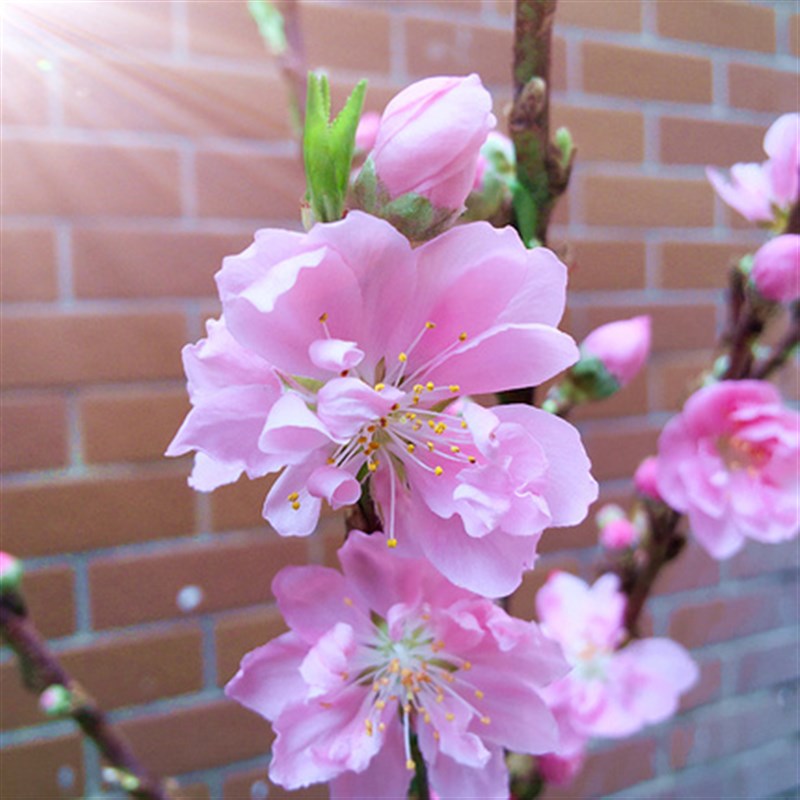 盆栽桃花树苗带花苞重瓣老桩寿星桃盆景室内外庭院南北方种植耐寒