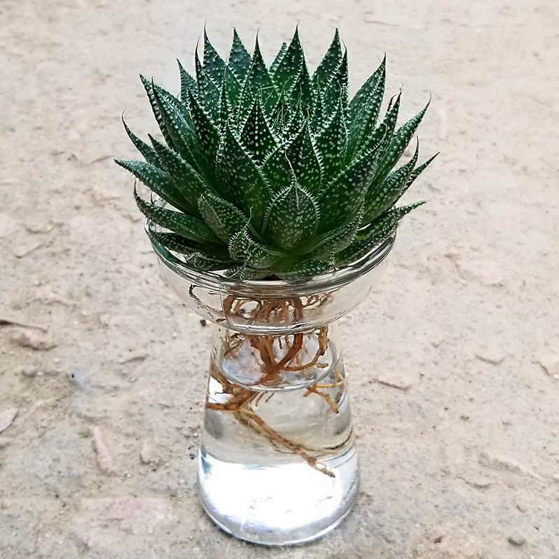 雪花芦荟水培植物盆栽室内绿植花卉好养四季多肉植物净化空气花