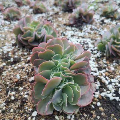 多肉植物全疣石莲高沙大包菜高砂之翁缀化办公室桌面花卉超大趣味