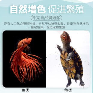 乌龟榄仁叶鱼缸懒人叶热带鱼玛塔降酸降ph调节改善水质造景10片装