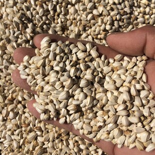 美顿宝优质红花子籽/白瓜子5斤蜡嘴金刚鹦鹉鸟食粮仓鼠鸽粮饲料