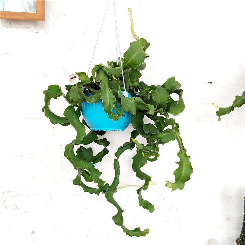 网红昙花卷叶昙花吊兰阳台绿植盆栽室内可养夏季开花含盆带土发货,鲜花速递/花卉仿真/绿植园艺,绣球/木绣球/木本植物,淘宝优惠券,粉丝福利购,淘宝优惠卷