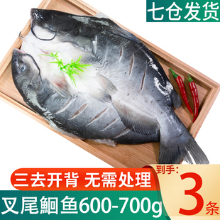 开背清江鱼免处理鲜活叉尾鮰鱼商用新鲜冷冻烤鱼整条半成品预制菜