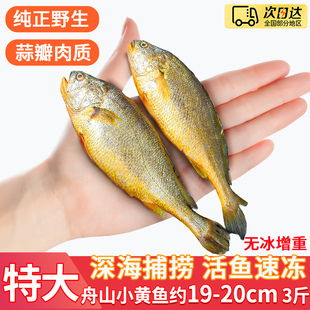 舟山野生小黄鱼特大无冰小黄花鱼新鲜冷冻海捕鲜活海鲜水产批发