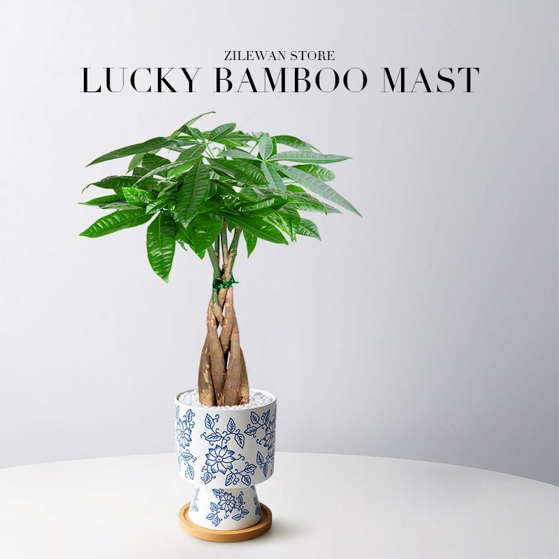 发财树盆栽室内招财植物客厅办公室桌面盆景四季好养净化空气卧室