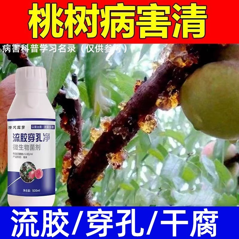 桃树流胶病正品药流胶穿孔净果树除胶杀菌桃树樱桃树李子树病菌清