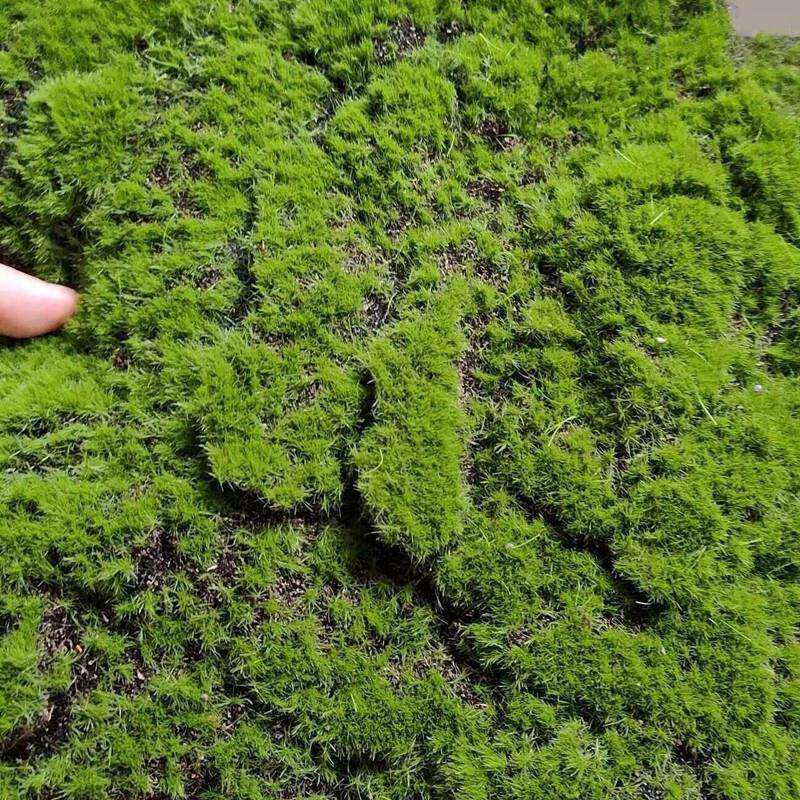 植毛石皮 仿真青苔草坪 青苔石 盆景 植物苔藓 仿真植物墙景草坪