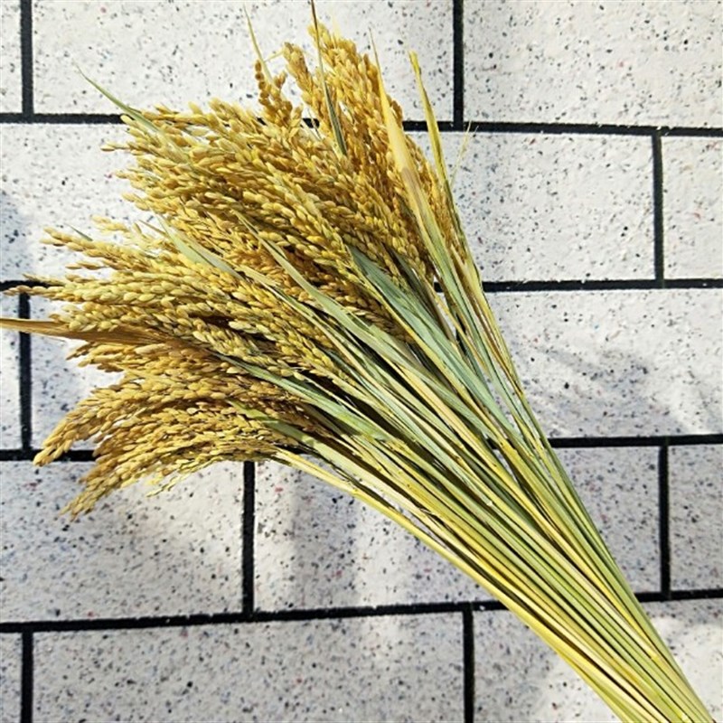 稻穗装饰 纯天然真稻子稻谷干花 桌摆造景布景 丰收拍摄影道具
