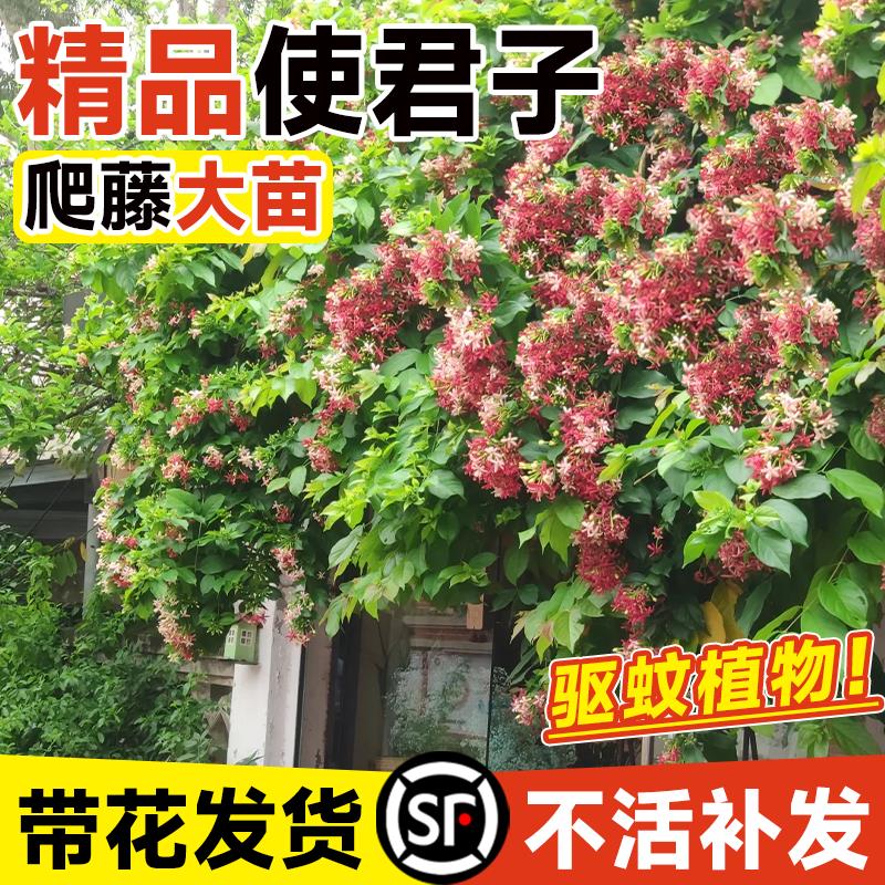 使君子爬藤植物大花苗重瓣带花苞驱蚊植物室内外庭院阳台四季常绿