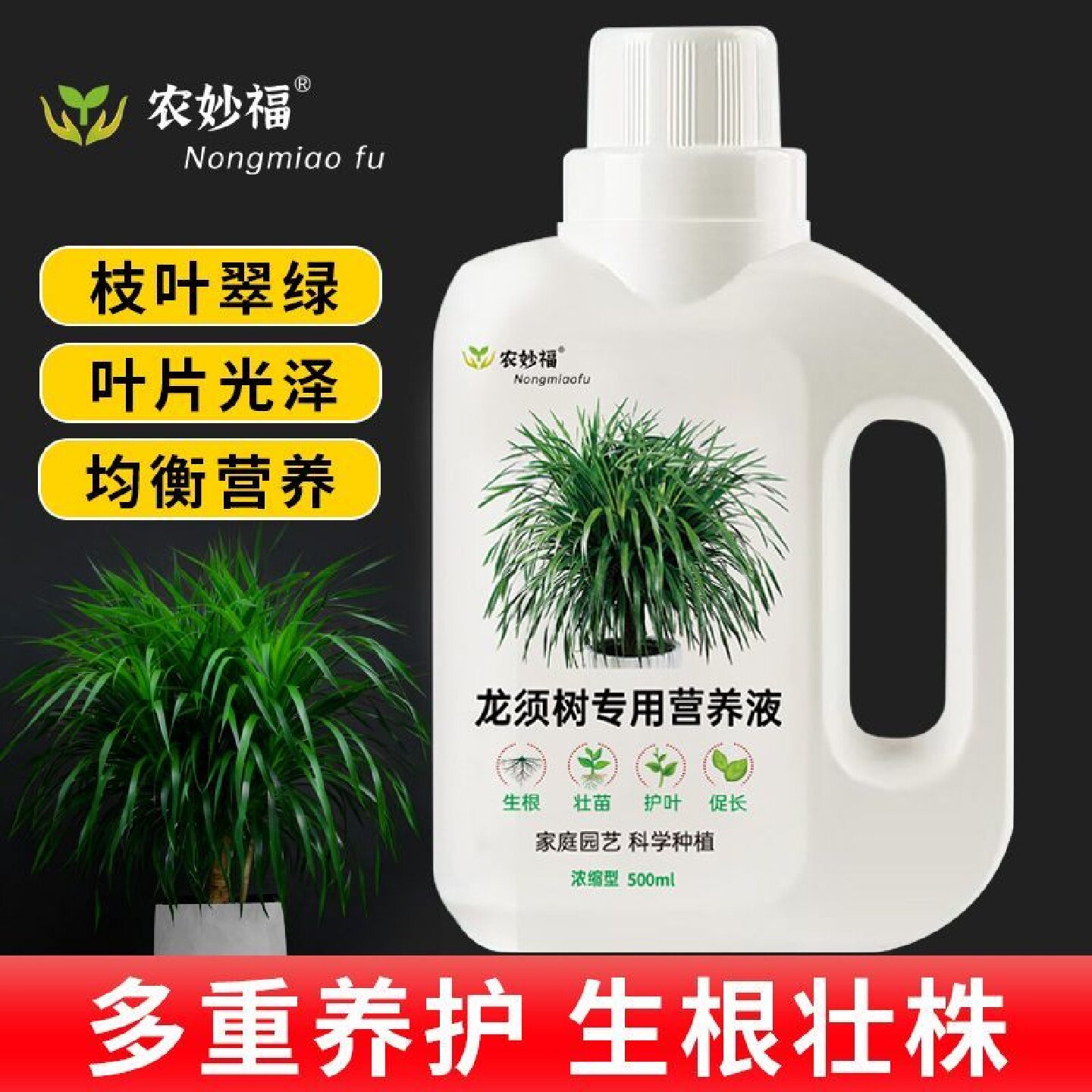 龙血树专用营养液防黄叶促长