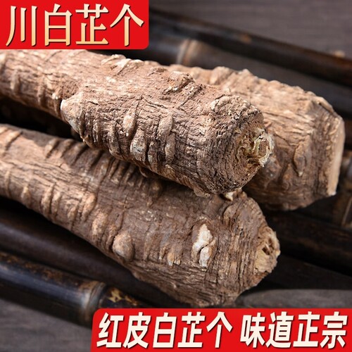 川白芷根500克 煮羊汤用整根四川白芷个香白纸棒香料调料