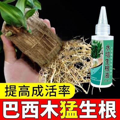 巴西木生根专用营养液幸运木水养土培促生根发芽水培植物通用肥料