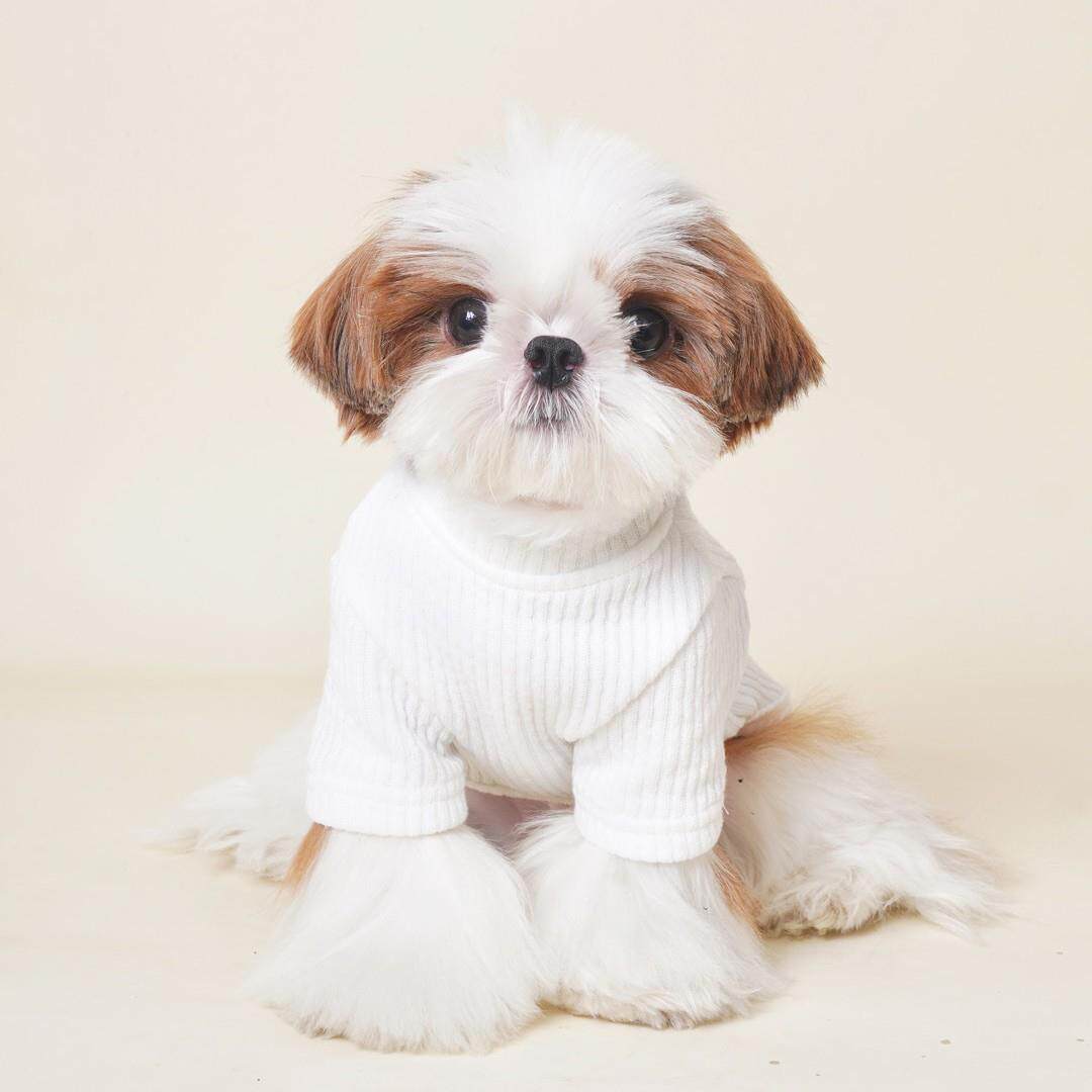 DDPET狗狗衣服宠物秋冬法斗雪纳瑞比熊马尔济斯西施百搭打底衫