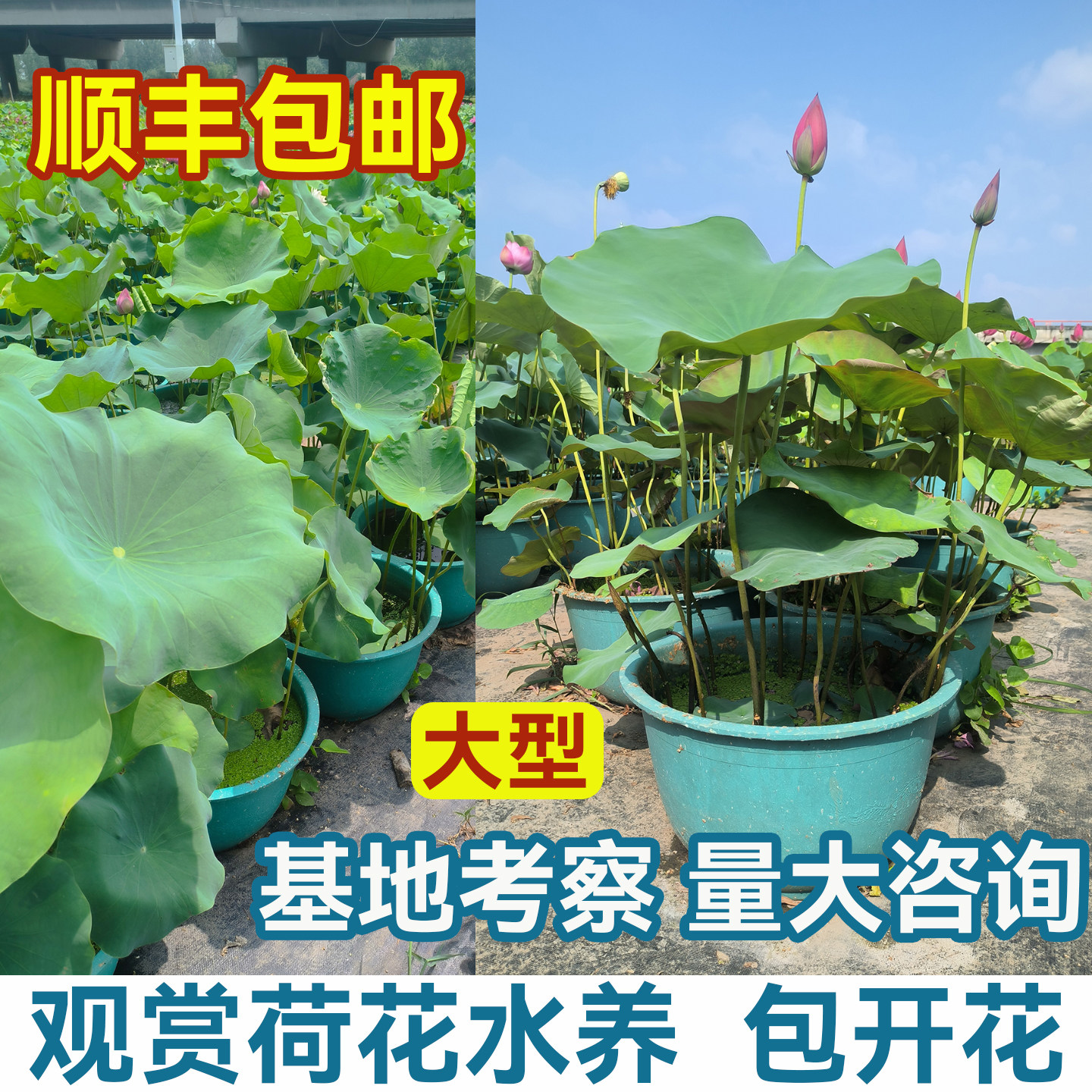 观赏荷花盆栽水养带花苞
