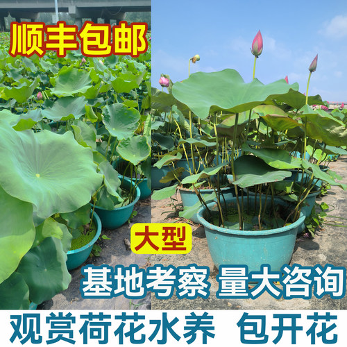 观赏荷花盆栽水养带花苞