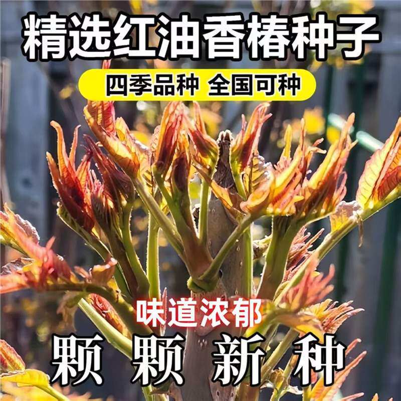 【下单立减50】红油香椿种子可食用南北方种植盆栽地栽四季高_SH