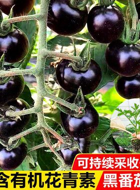 【下单立减50】【黑番茄苗】蓝莓黑番茄苗适合阳台小院种植_SH