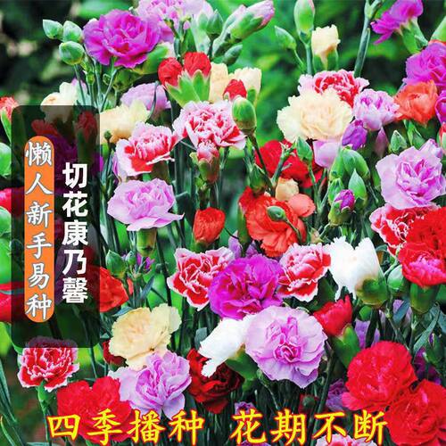 【下单立减50】康乃馨花种子大花重瓣四季室内庭院花种子绿植_SH