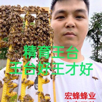 阿坝蜂王台大麻蜂王台黑美人蜂处女王开产王种王新蜂王中锋养殖
