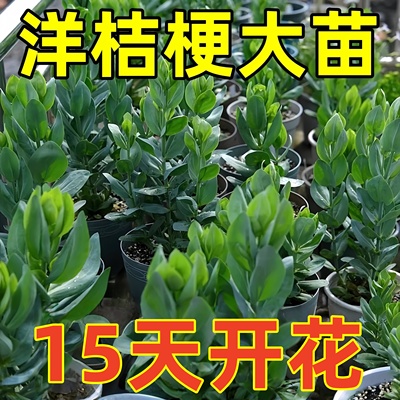 洋桔梗花苗重瓣高杆大花当年开花阳台庭院鲜花小苗耐寒耐热易成活