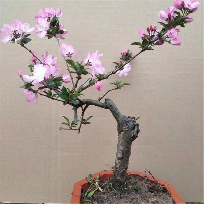 海棠花盆栽地栽好养易活阳台年宵花四季海棠落叶耐寒庭院室内绿植