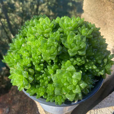 多肉植物 草玉露多头小崽群 易群生爆小崽带盆栽好大盆美观