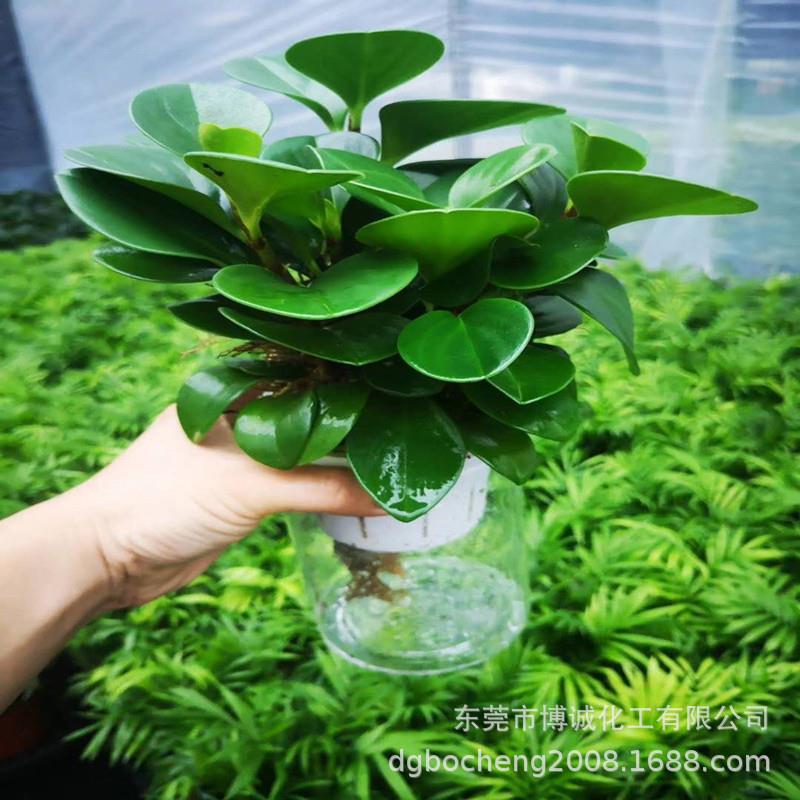 鑫博SP-408农用有诚氧机硅增效剂润湿速度增加铺展面积三硅烷
