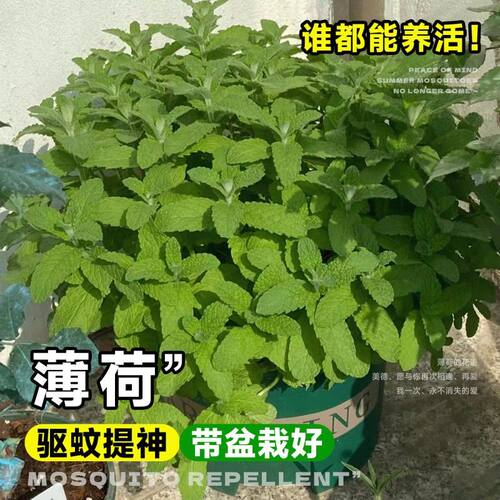 驱蚊草植物盆栽室内外香叶天竺葵苗薄荷蚊子克星绿植物防蚊虫祛蚊