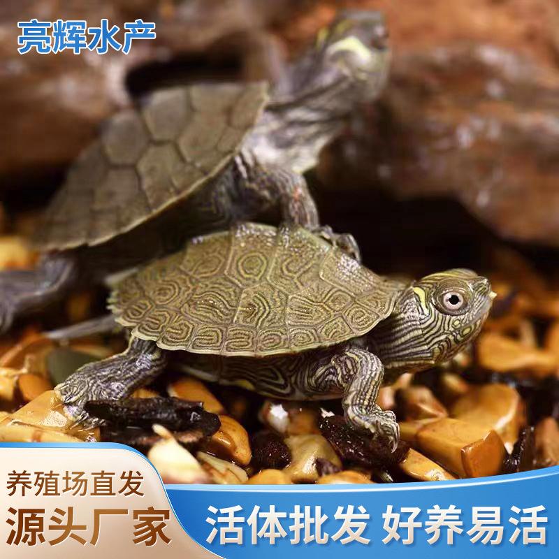 密西西比地龟深水龟鱼缸混养小乌龟活物家养观赏龟小宠迷你稀有图