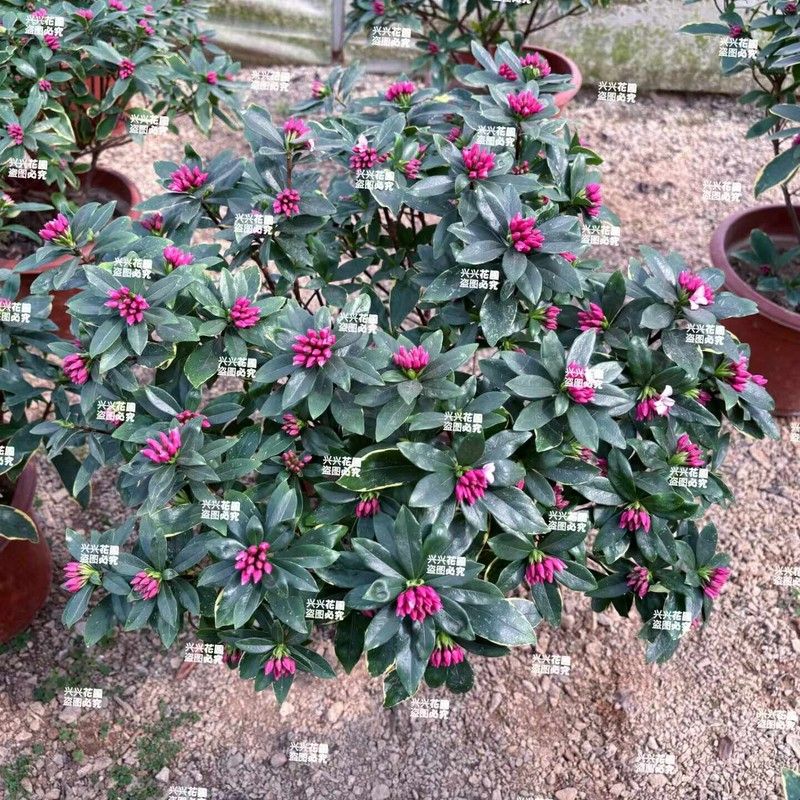 瑞香耐寒花卉观花植物室内浓香型观花盆栽四季盆景绿植花图片